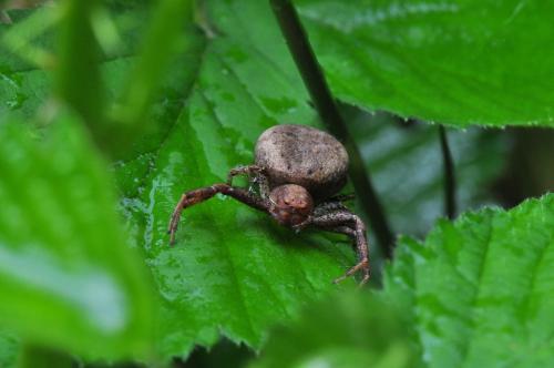 Xysticus sp.